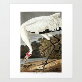 Hooping Crane (Audubon) Art Print