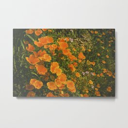 California Poppies 004 Metal Print