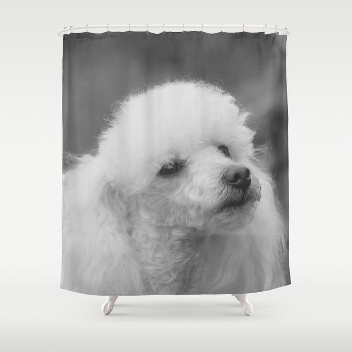 Toy Poodle Shower Curtain By Ritmoboxerdesigns Society6