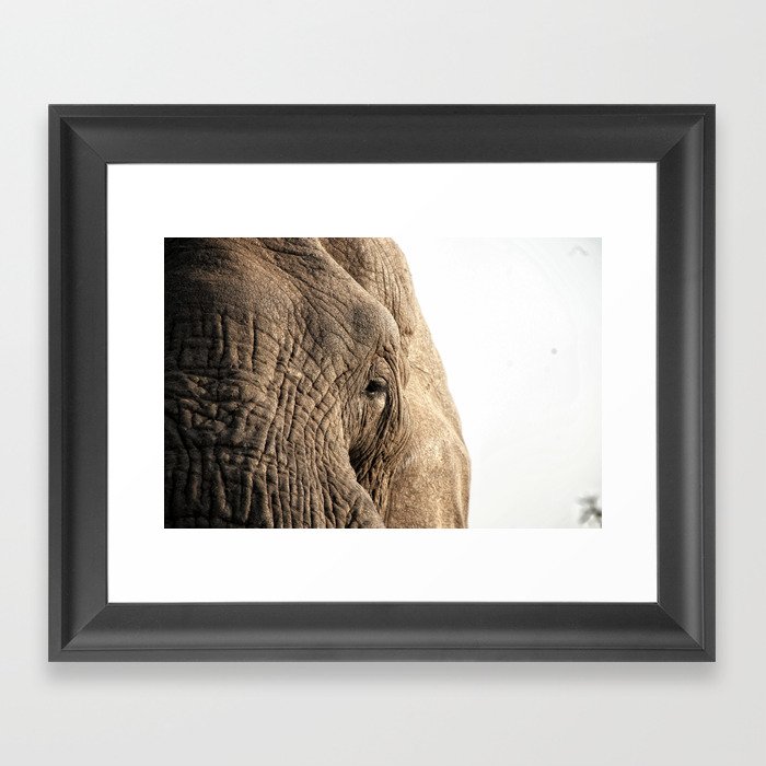 Elephant, into the wild. Framed Art Print