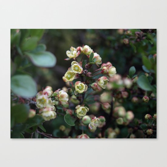 TINY FLOWERS OF A BERBERIS Canvas Print