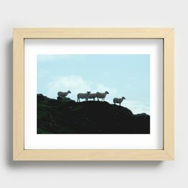 Galway Sheep Recessed Framed Print