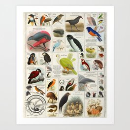 Birds Generated by A.I. (These Birds Do Not Exist 4) Art Print