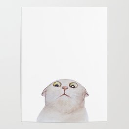 Funny cute cat Poster