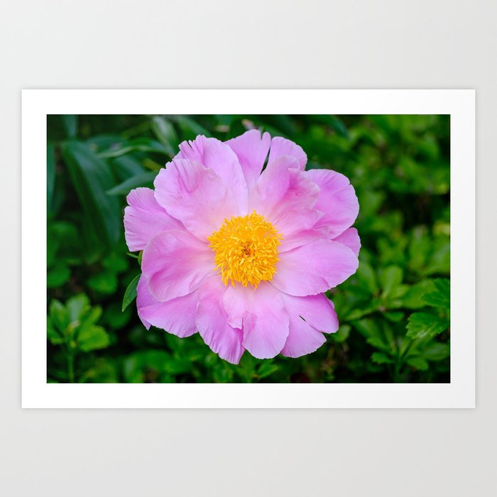 Garden Peony Flower Photograph Art Print