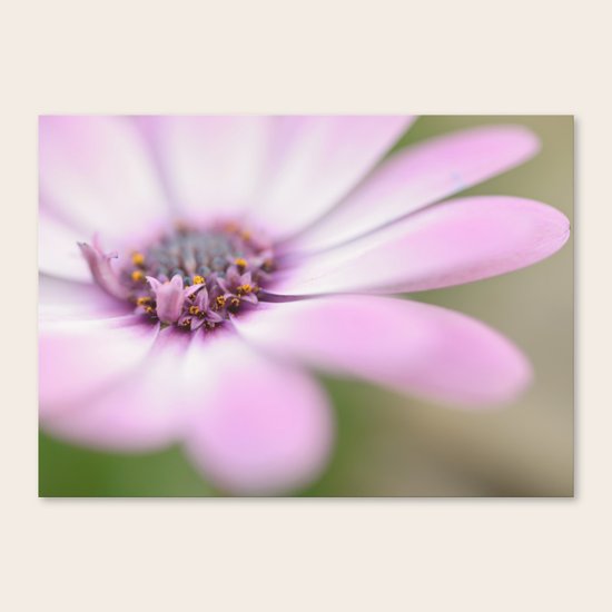 Soft Petals Canvas Print