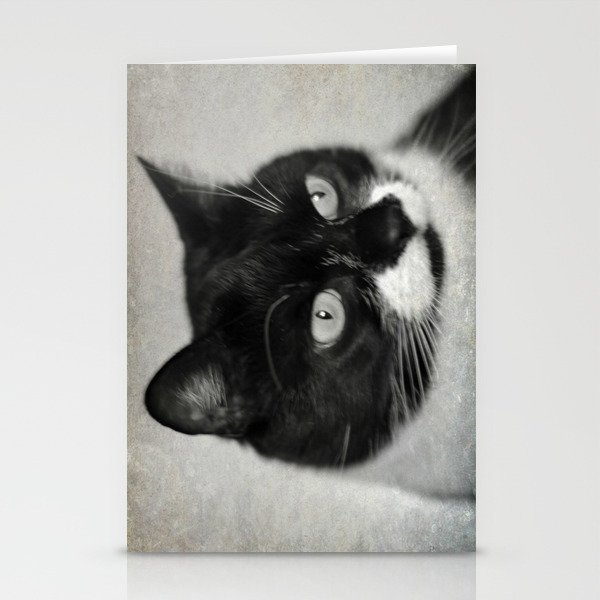 Curious Cat Stationery Cards
