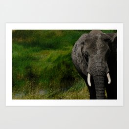  African Elephant in Dramatic Front Pose Art Print