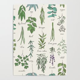 Herbs Collection Pattern Poster