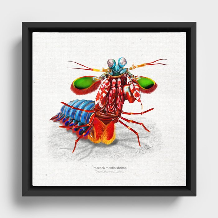 Framed Canvas