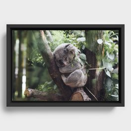 Koala Bear Asleep Framed Canvas