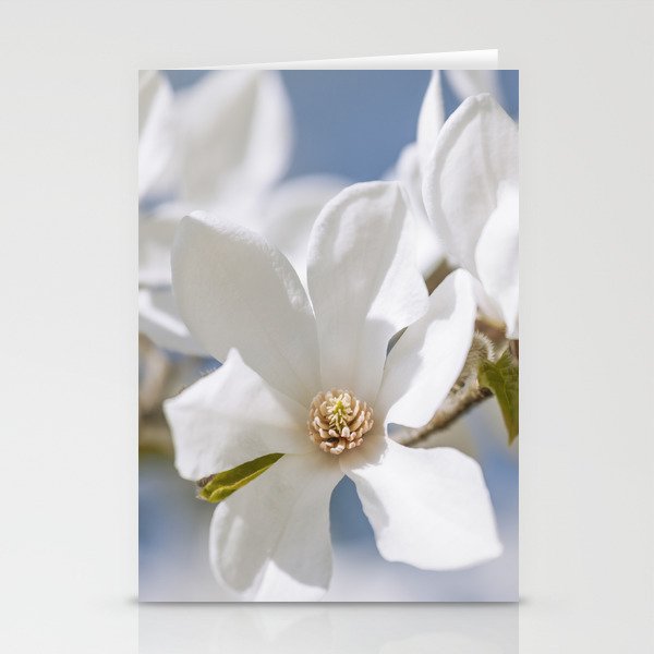 White Magnolia Stationery Cards