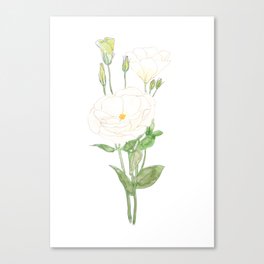 white eustoma Prairie gentian flowers ink and watercolour  Canvas Print