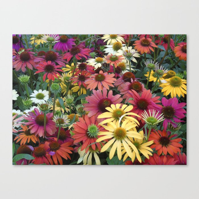Wildflower Coneflower Field Canvas Print