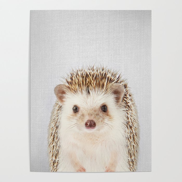 Hedgehog - Colorful Poster