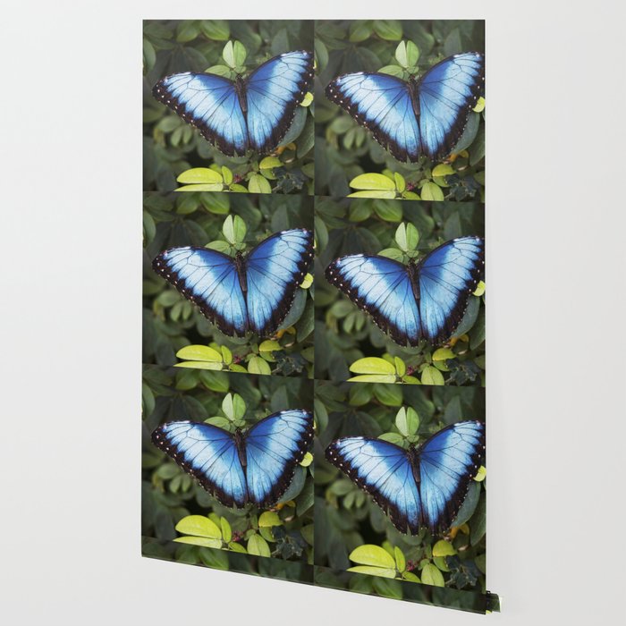 Blue Morpho Butterfly Wallpaper By Leapole Society6