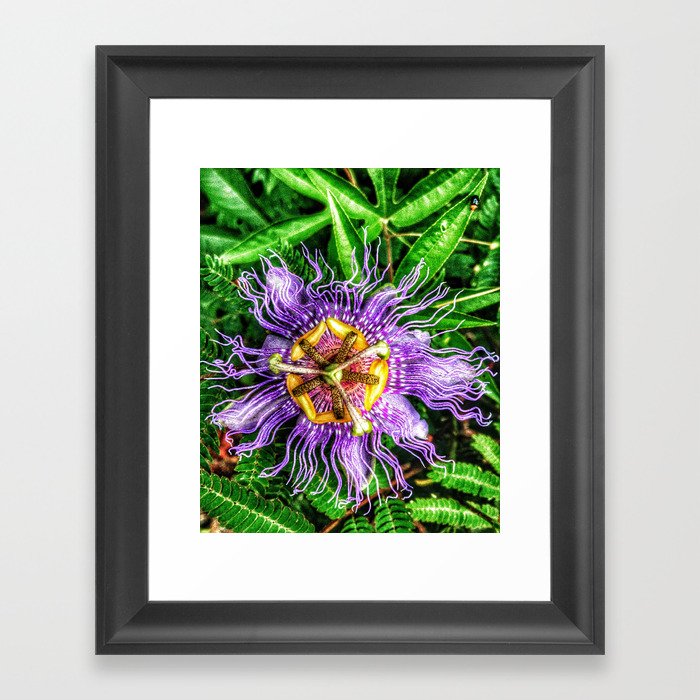 Passiflora incarnata Framed Art Print