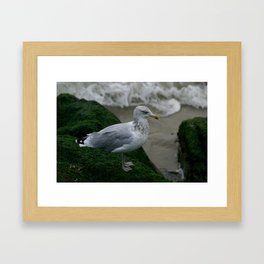 The Seagull on The Rocks Framed Art Print