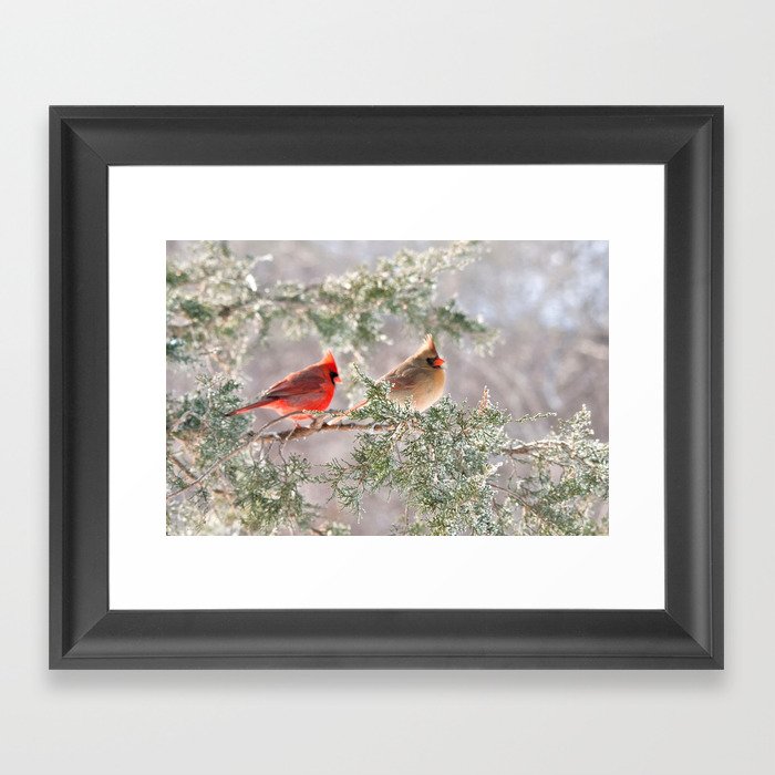 Hoarfrost Cardinals Framed Art Print
