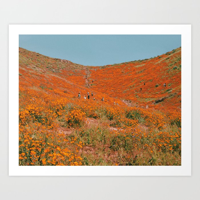 California Super Bloom Art Print