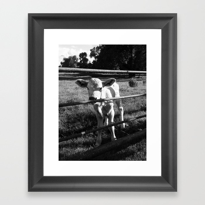 Baby Charolais Framed Art Print