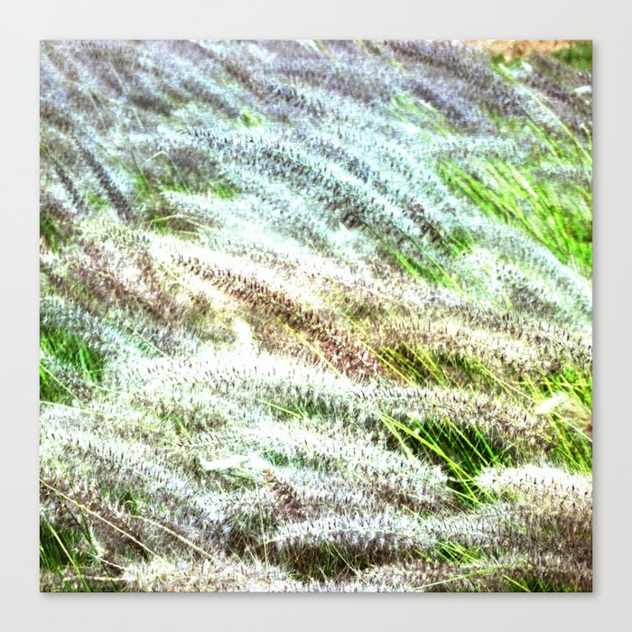 green and white fluffy foliage Canvas Print