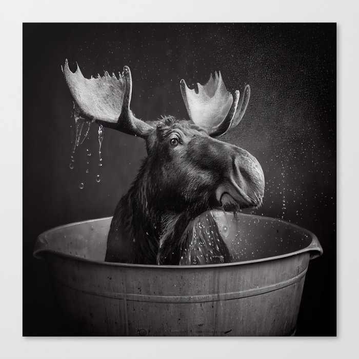 Bath Time for Moose Canvas Print