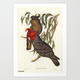 Vintage Print - John Gould - The Birds of Australia (1848) - Gang-gang Cockatoo Art Print | Drawing, Animal, Scientific, Ornithology, Painting, Biology, Australia, Life, Wildlife, Print 