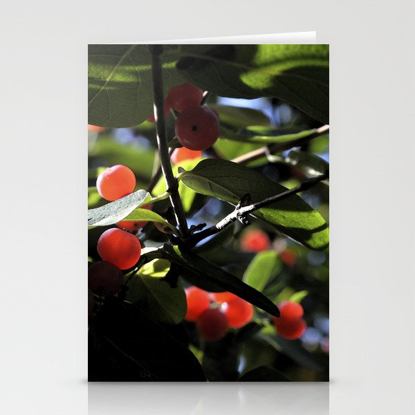Jane's Garden - Sunkissed Red Berries Stationery Cards
