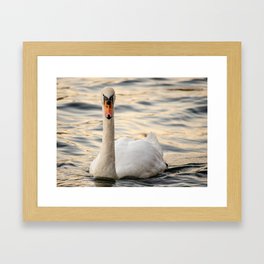 A swan staring at the camera Framed Art Print