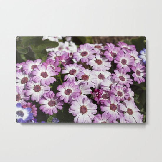 Cineraria Pink Metal Print