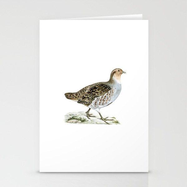 Vintage Grey Partridge Bird Illustration Stationery Cards