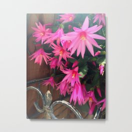 Pink Cactus flowers Metal Print