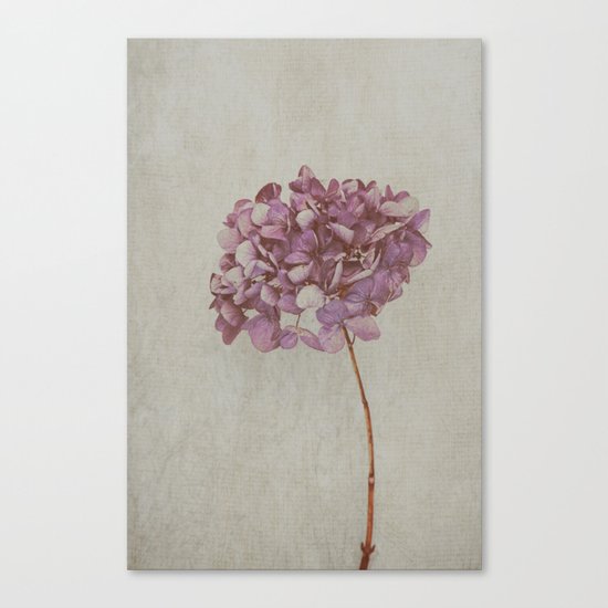 Beautiful Vintage Hydrangea Canvas Print