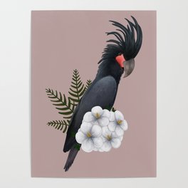 Palm Cockatoo Poster