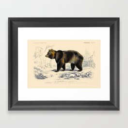Vintage Grizzly Bear Framed Art Print
