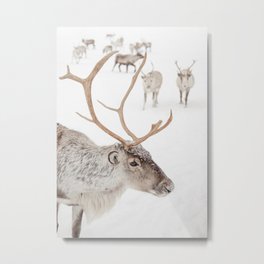 Reindeer With Antlers Art Print | Tromsø Norway Animal Snow Photo | Arctic Winter Travel Photography Metal Print | Color, Winter, Digital, Snow, Wildlife, Nature, Christmas, Rudolf, Xmas, White 