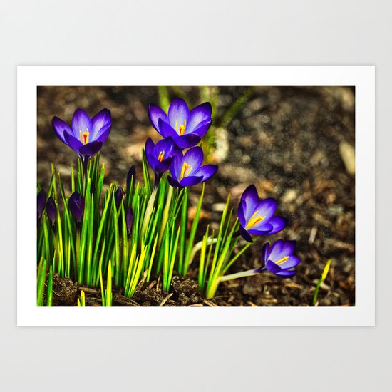 Spring Crocus Art Print