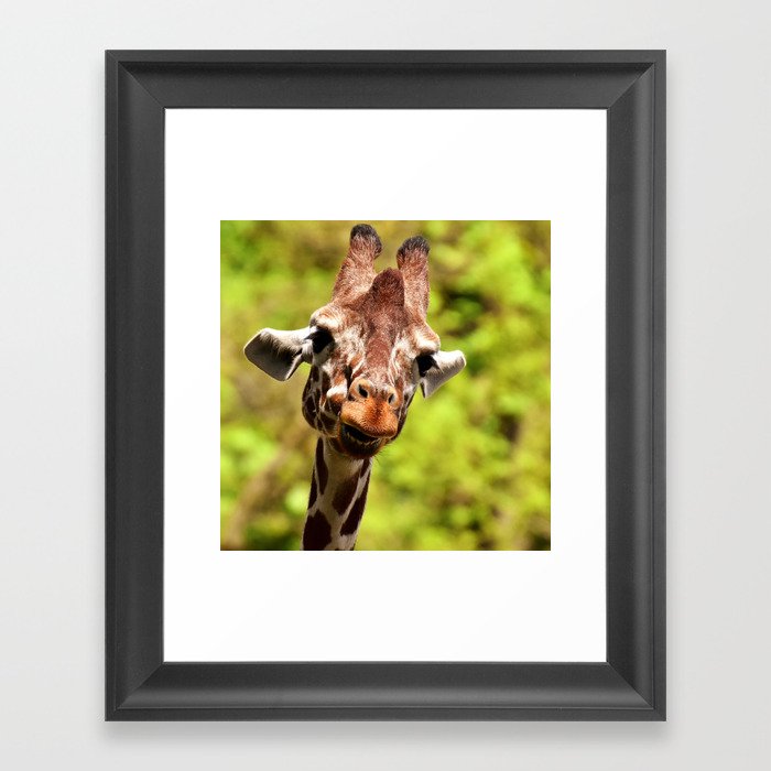 South Africa Photography - Giraffe Smiling Framed Art Print