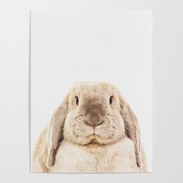 Bunny Rabbit Poster