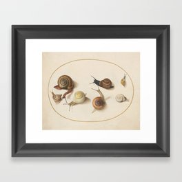 Naturalist Snails Framed Art Print