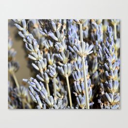 Sweet Lavender Bunch Canvas Print