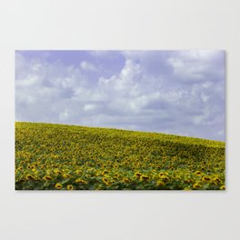 Field of Happiness - Sunflowers  Canvas Print