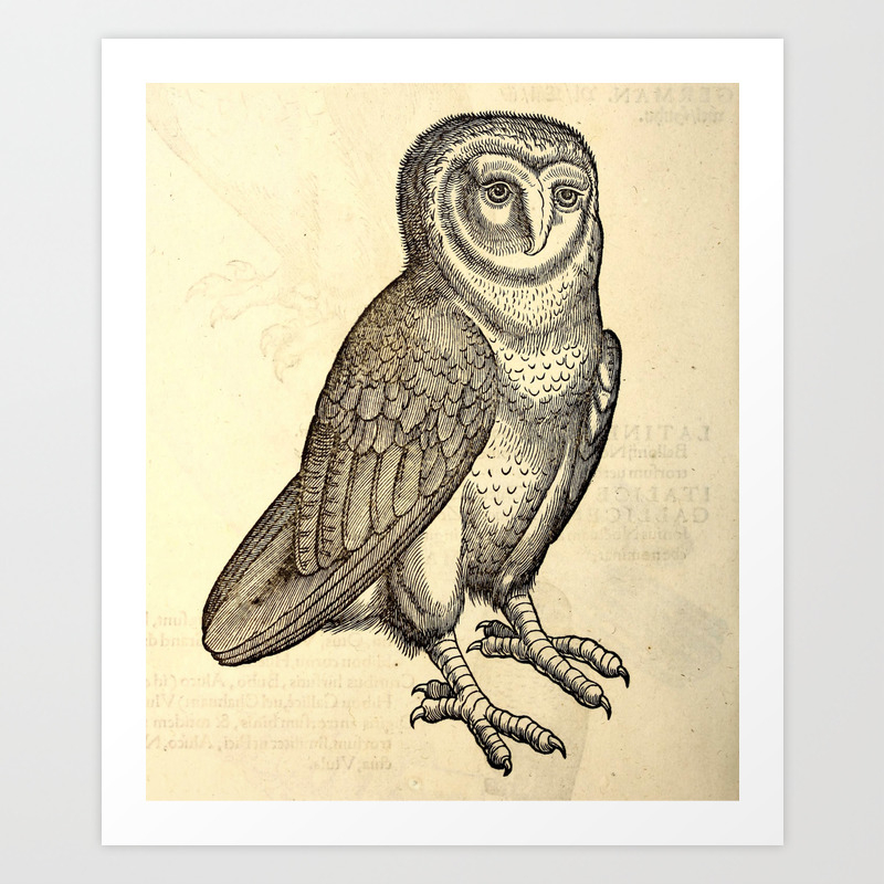 Antique Barn Owl Art Print By Bluespecsstudio Society6