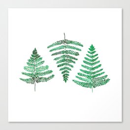 Fiordland Forest Ferns Canvas Print