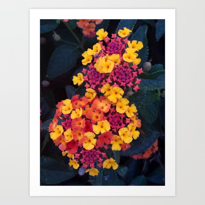 Bright Flowers in the Dark Art Print