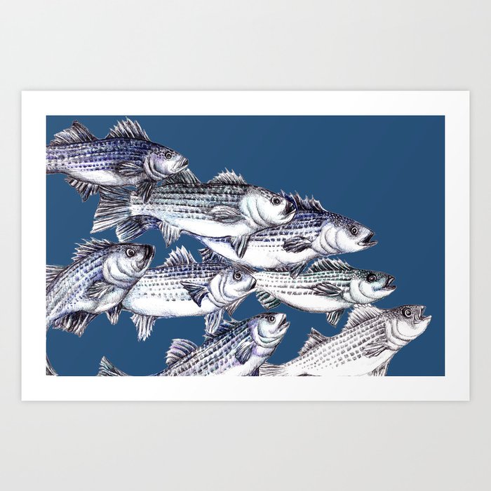Striped Bass Fish in Marine Blue Art Print