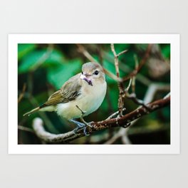 Warbling Vireo Collecting for Nest Art Print