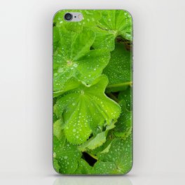 Dew Drops On The Green Leaves iPhone Skin