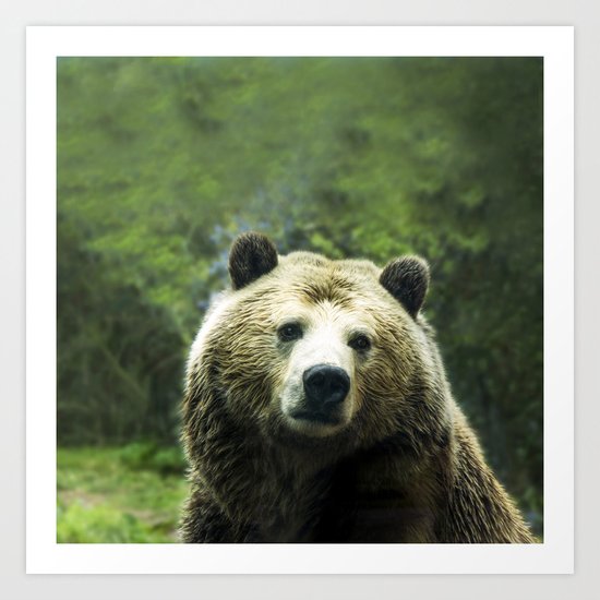 Big Brown Bear Grizzly Wildlife Forest Art Print